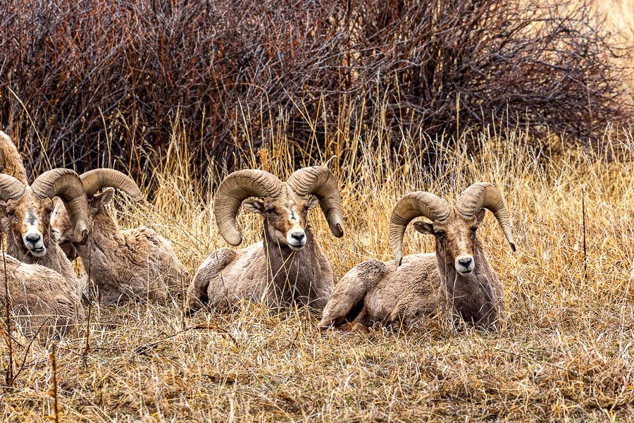 Big Horn Sheep, Colorado Springs