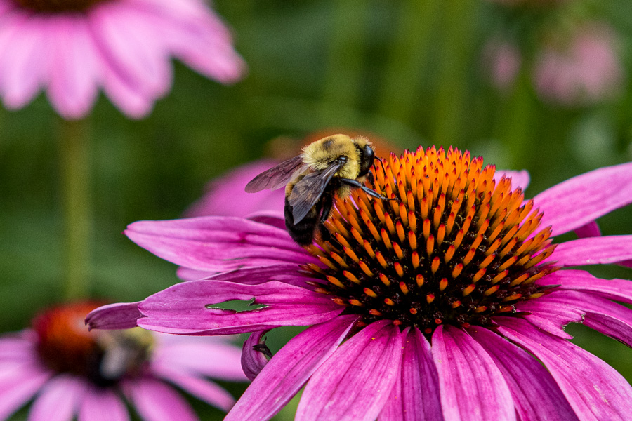 Bumble bee on cone flower
