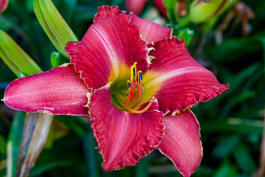 red lily close up
