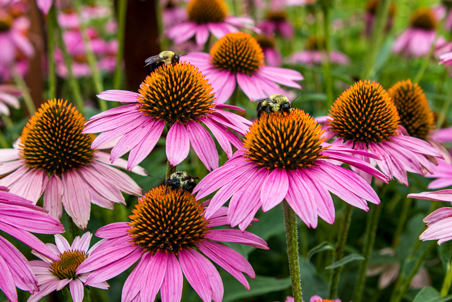 group of cone flowers with bumble bees