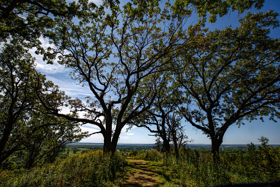 Oak trees on bluff overlooking the Mississippi River.